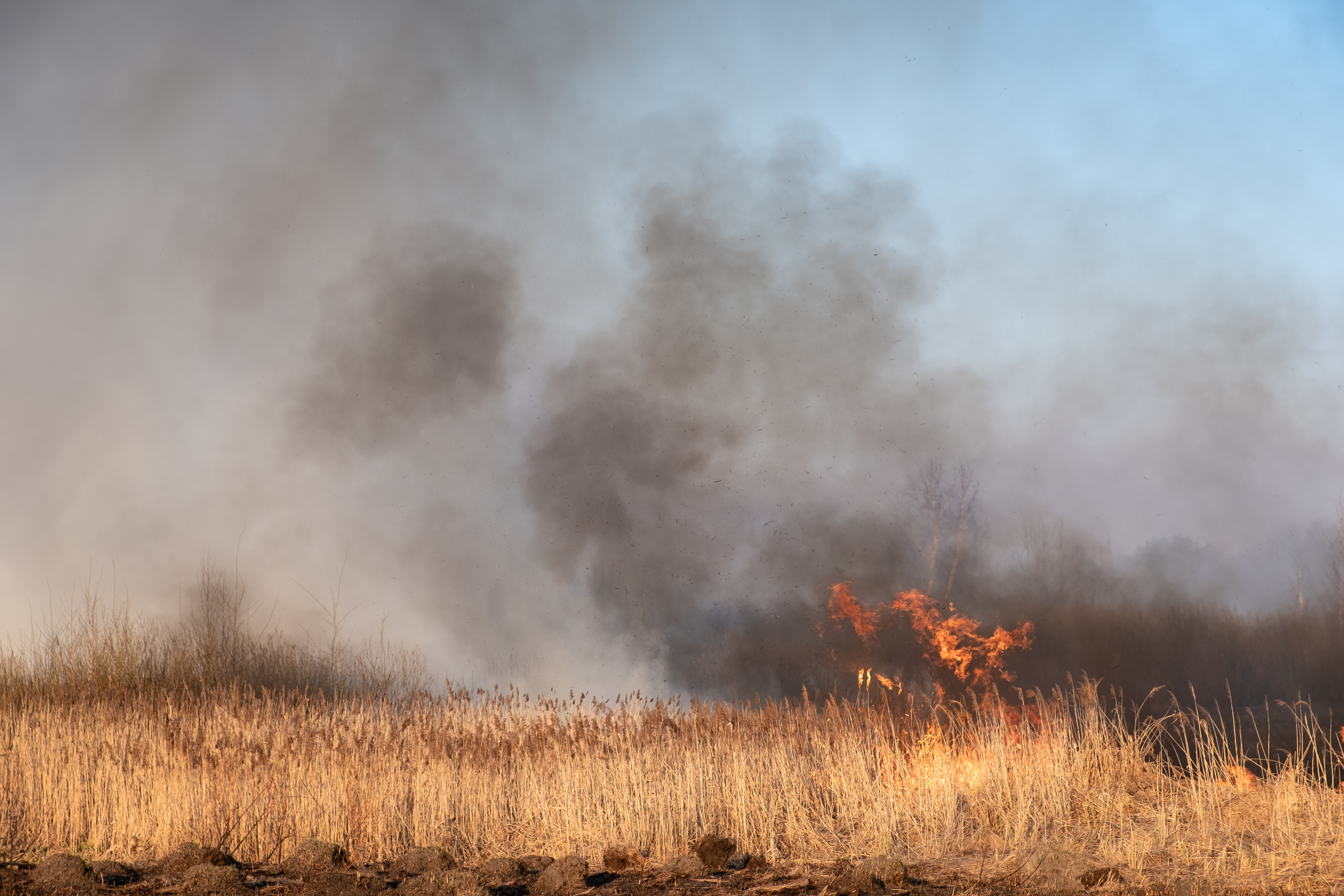 Marsh Fire
